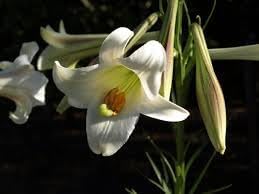Lilium Longiflorum Flower seeds for Planting Premium Quality Heirloom & GMO Free Seeds for Home Garden
Sale for planting in home garden