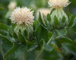 Heirloom SafFlower seeds for Planting Garden Favorite Heirloom & GMO Free Seeds for Home Garden
Sale for planting in home garden