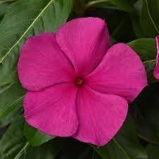 Heirloom Vinca Flower seeds for Planting Shade Tolerant Heirloom & GMO Free Seeds for Home Garden
Sale for planting in home garden