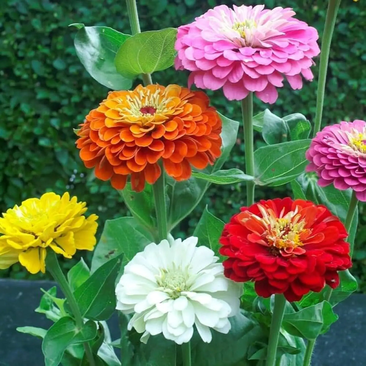 Zinnia Flower seeds for Planting - Perfect for Borders, Heirloom & GMO Free Seeds for Home Garden