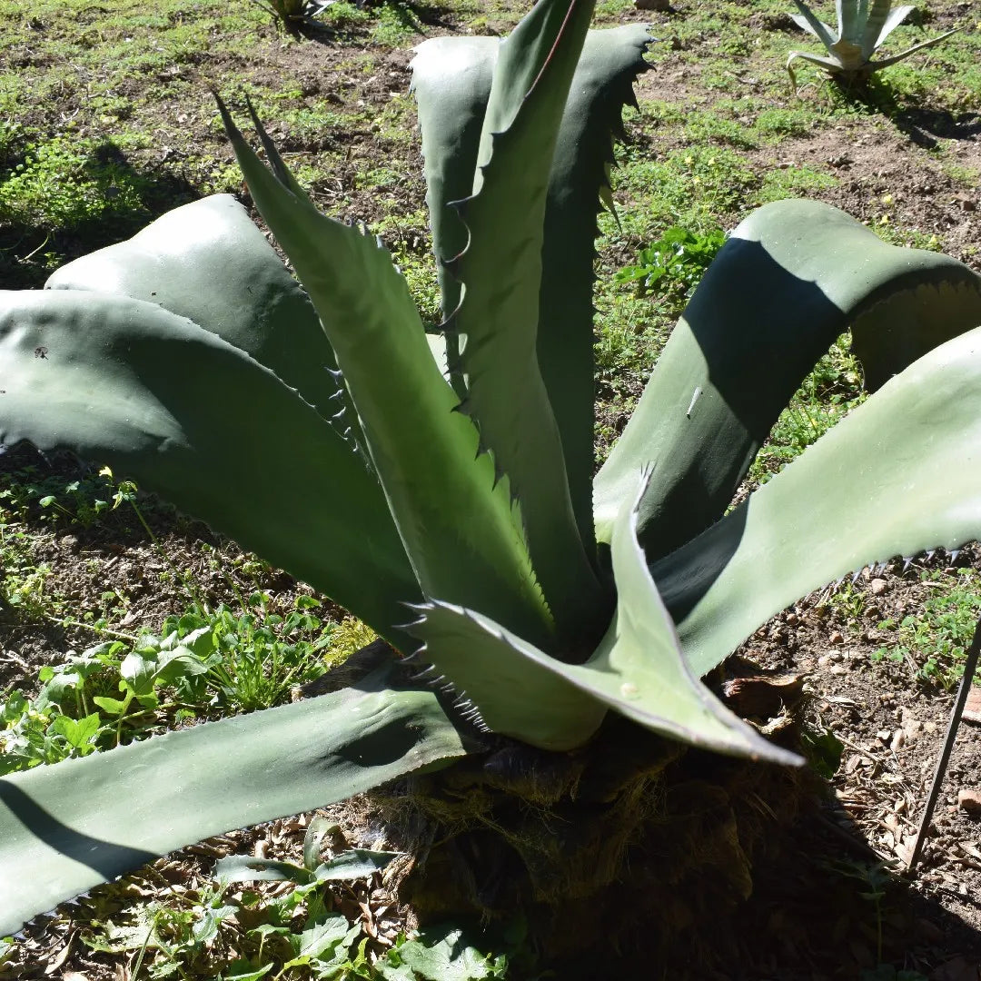 Green Agave Ferox Flower seeds for Planting - Sun Loving, Heirloom & GMO Free Seeds for Home Garden