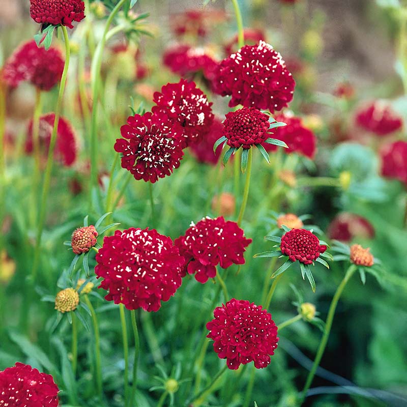 Red Pincushion Flower seeds for Planting - Compact Growth, Heirloom & GMO Free Seeds for Home Garden
Sale for planting in home garden