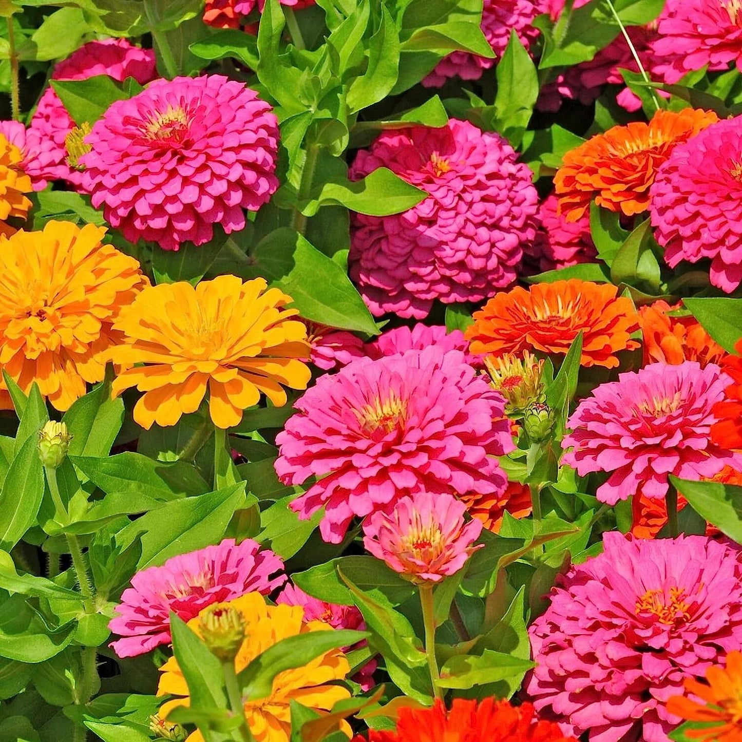 Zinnia Flower Seeds (Non-GMO) – Vibrant Garden Blooms