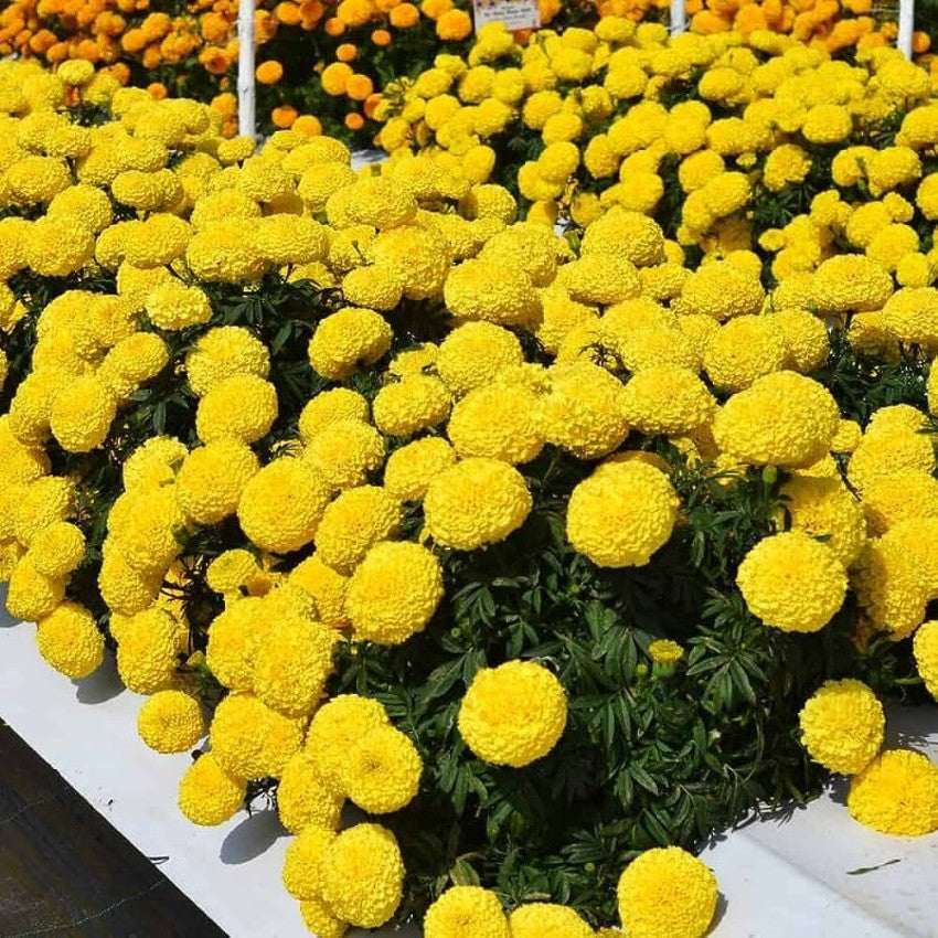 Goldmelisse Flower seeds for Planting - Compact Growth, Heirloom & GMO Free Seeds for Home Garden
Sale for planting in home garden.