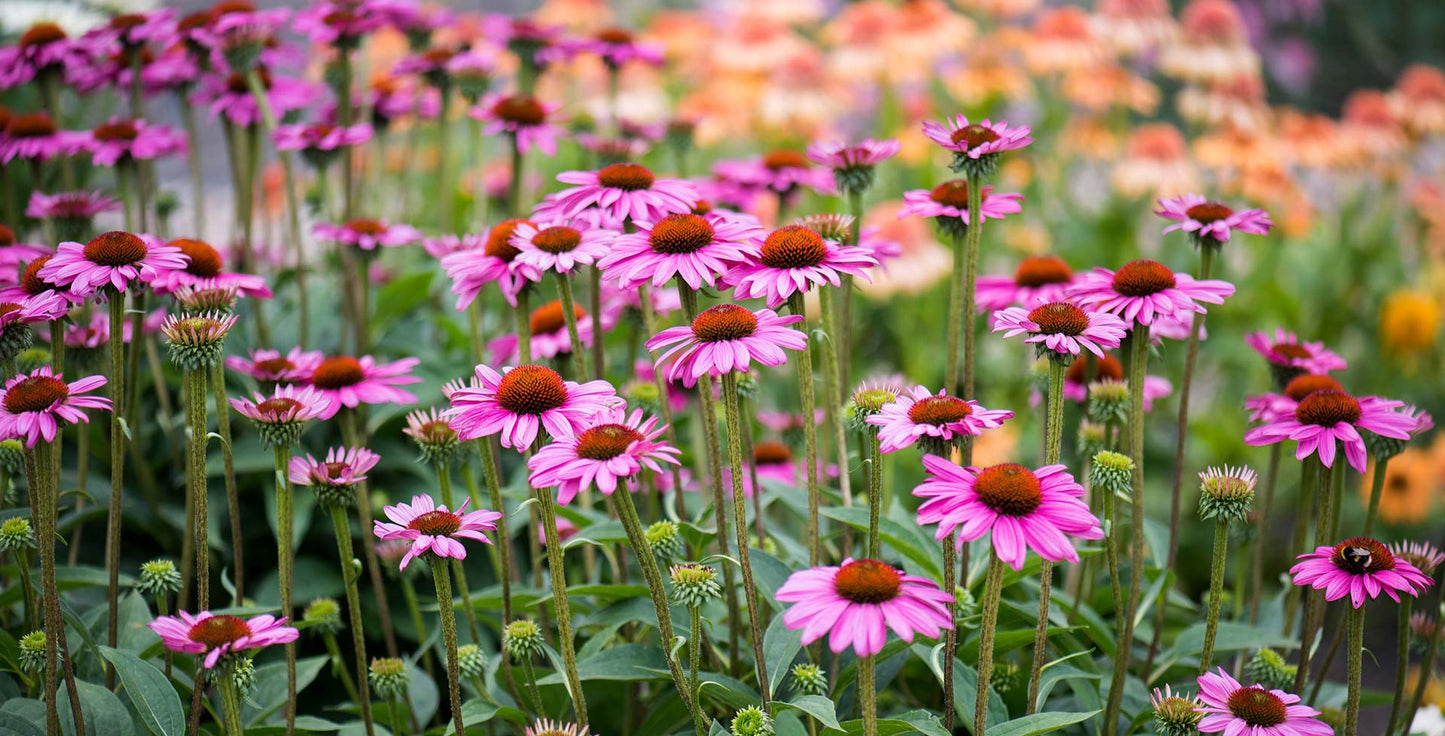 Natural Herbal Echinacea Seeds