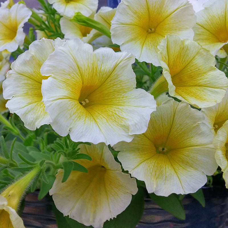 Yellow and White Petunia Flower seeds for Planting - Pollinator Friendly, Heirloom & GMO Free Seeds for Home Garden
Sale for planting in home garden