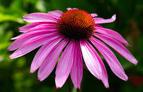 Natural Herbal Echinacea Seeds