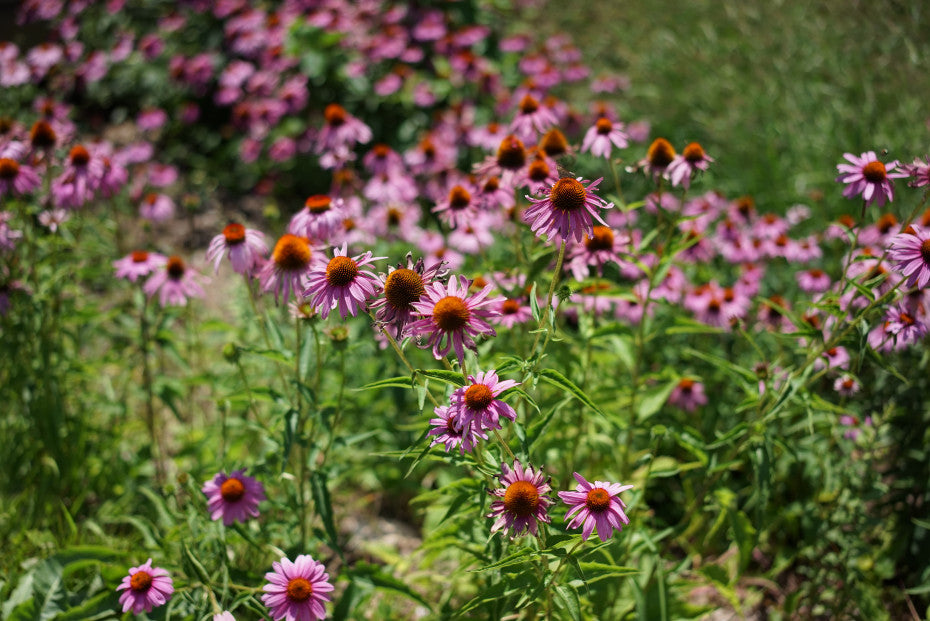Beautiful Echinacea Seeds for Home Gardens