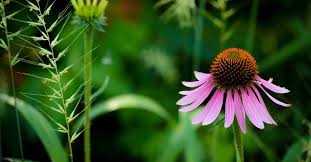 Echinacea Seeds for a Natural Garden