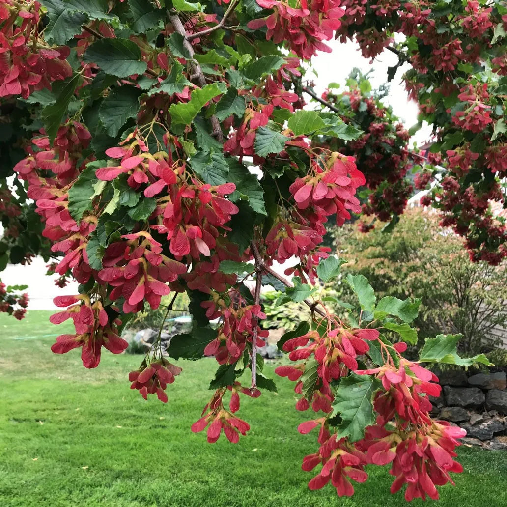 Tatarian Maple Herb Seeds – Heirloom, Non-GMO, Easy to Grow