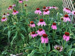 Echinacea Seeds for a Natural Garden
