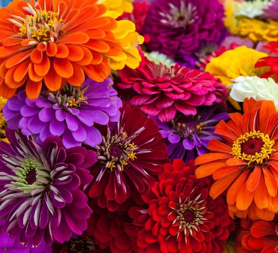 Zinnia Flower Seeds (Non-GMO) – Vibrant Garden Blooms