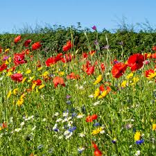 Perennial Wildflower Seed Mix