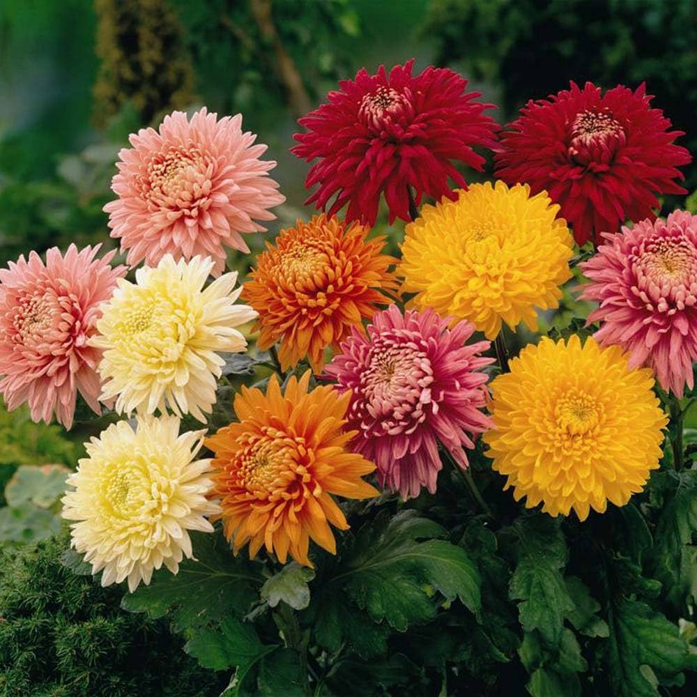 garden chrysanthemum seeds Chrysanthemum Seeds for Planting – Heirloom, Non-GMO, Easy to Grow, An – Pure Asia Seeds