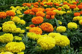 High Quality Marigold Seeds Ideal for Outdoor Gardens