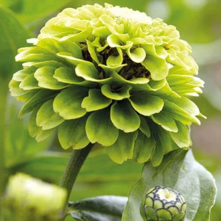 Envy Zinnia Flower seeds for Planting Drought Tolerant Heirloom & GMO Free Seeds for Home Garden
Sale