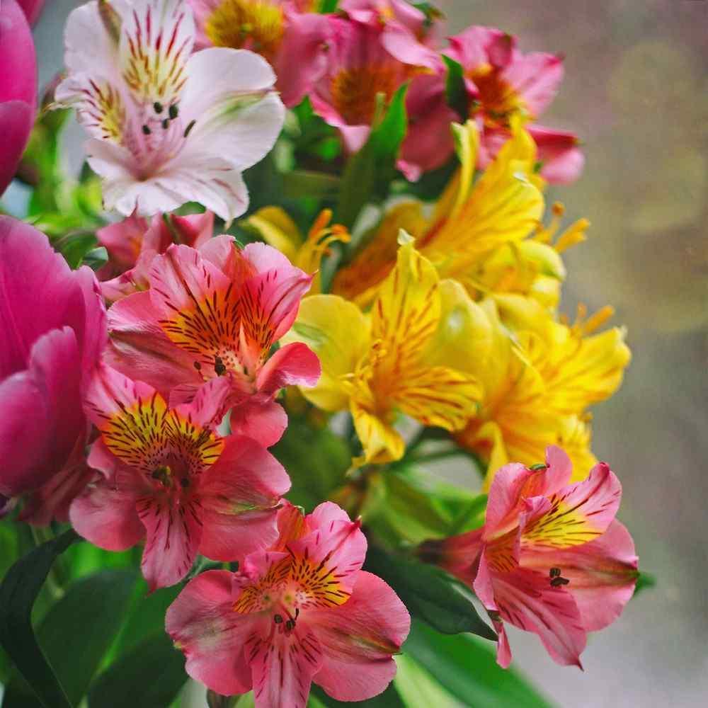 Alstroemeria Peruvian Lily Flower Seeds