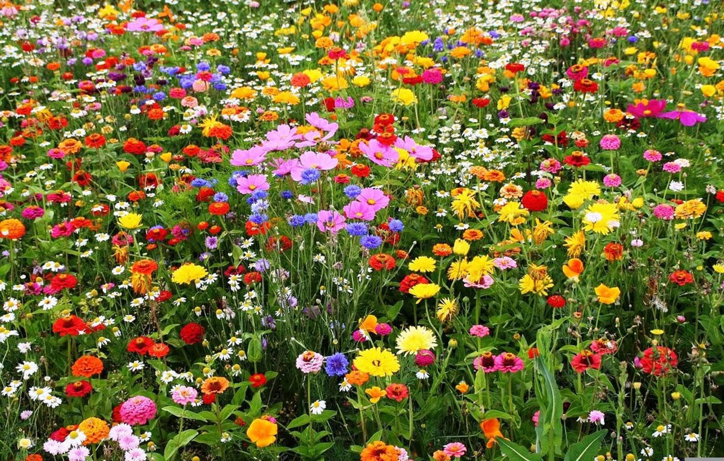 Perennial Wildflower Seed Mix