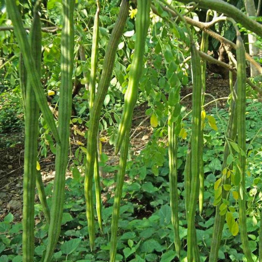 Moringa Oleifera Drumstick Vegetable Seeds