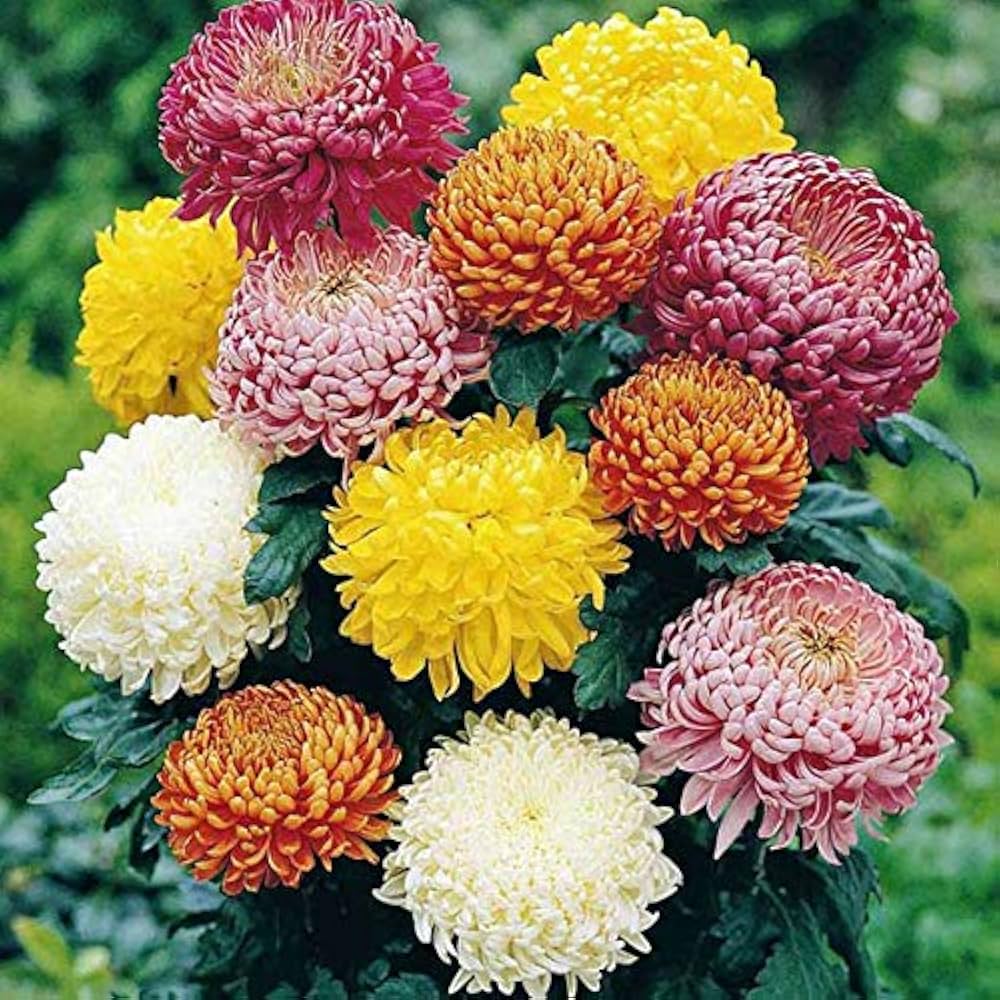 Heirloom Chrysanthemum Seeds for Garden