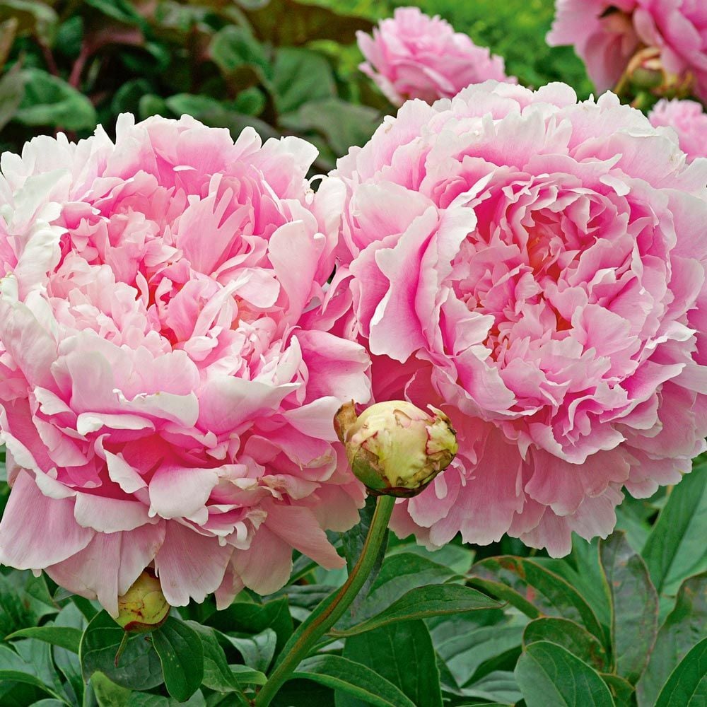 Peony Flower Seeds for Planting – Heirloom, Non-GMO, Easy to Grow, Perennial Blooms
