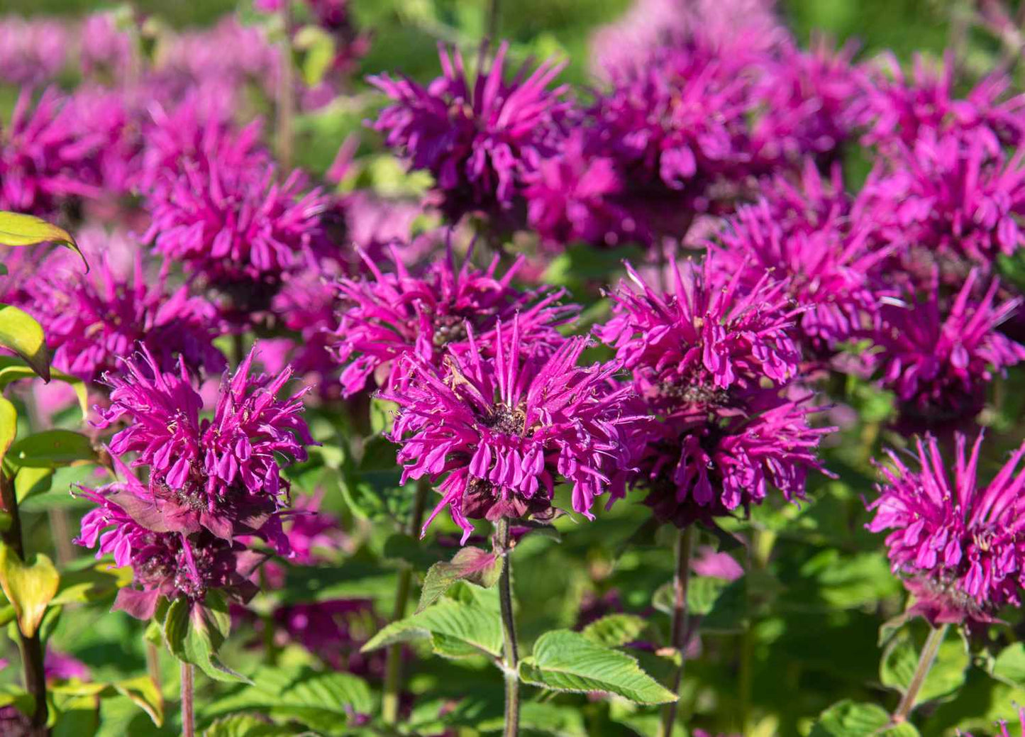 Bee Balm Seeds