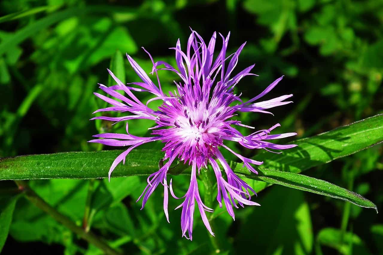 Bee Balm Seeds