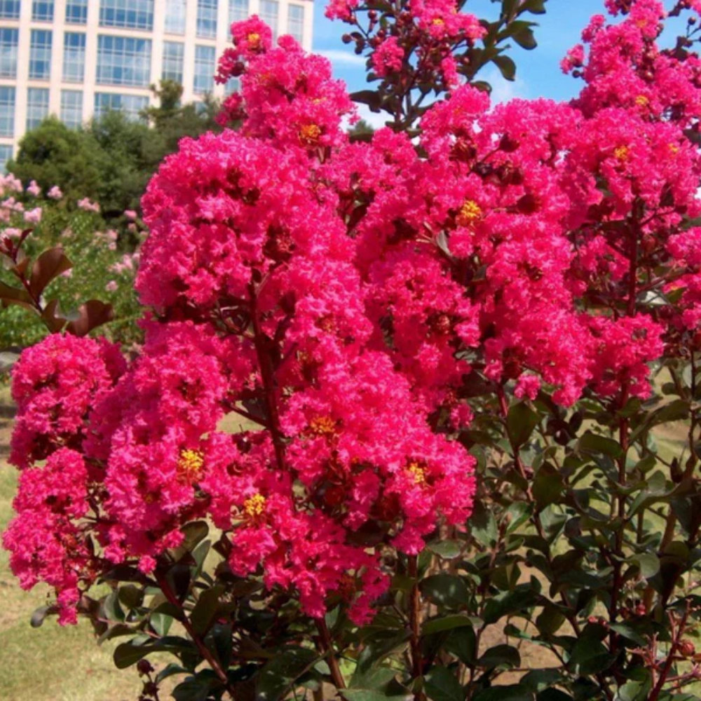 Crepe Myrtle Flower Seeds
