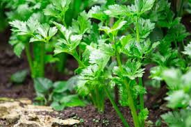 Celery Vegetable Seeds – Non-GMO