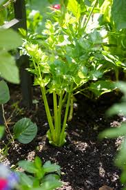 Celery Vegetable Seeds – Non-GMO