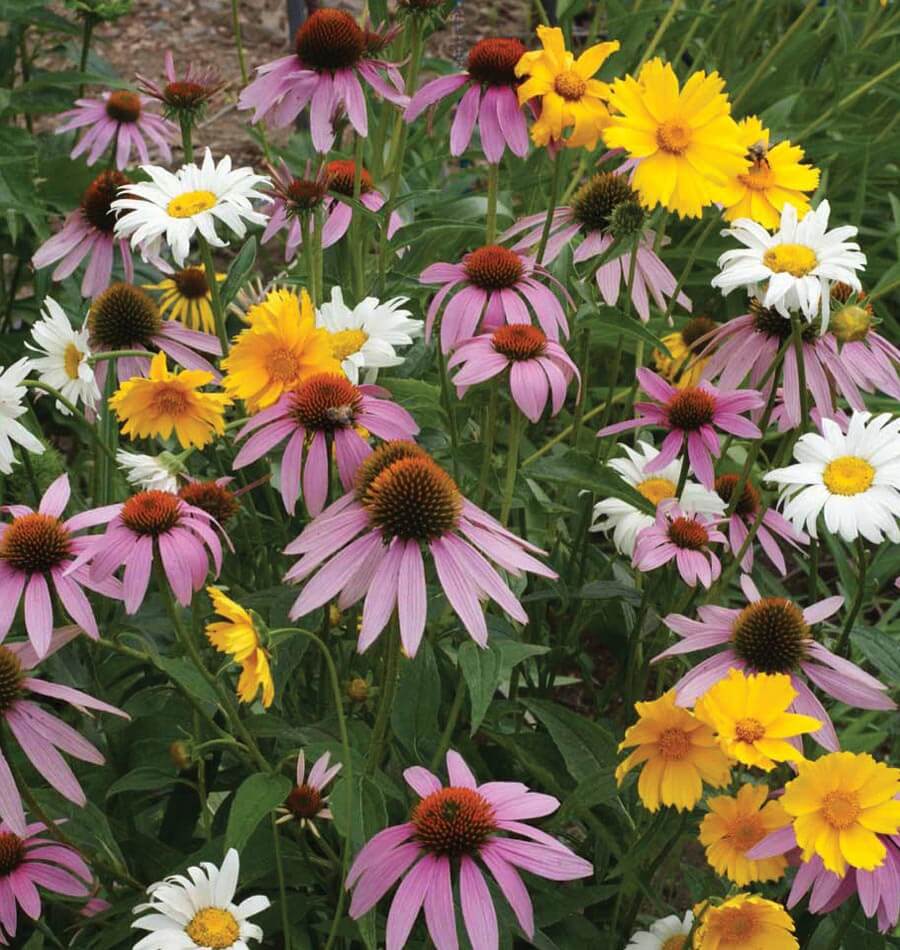Perennial Wildflower Seed Mix