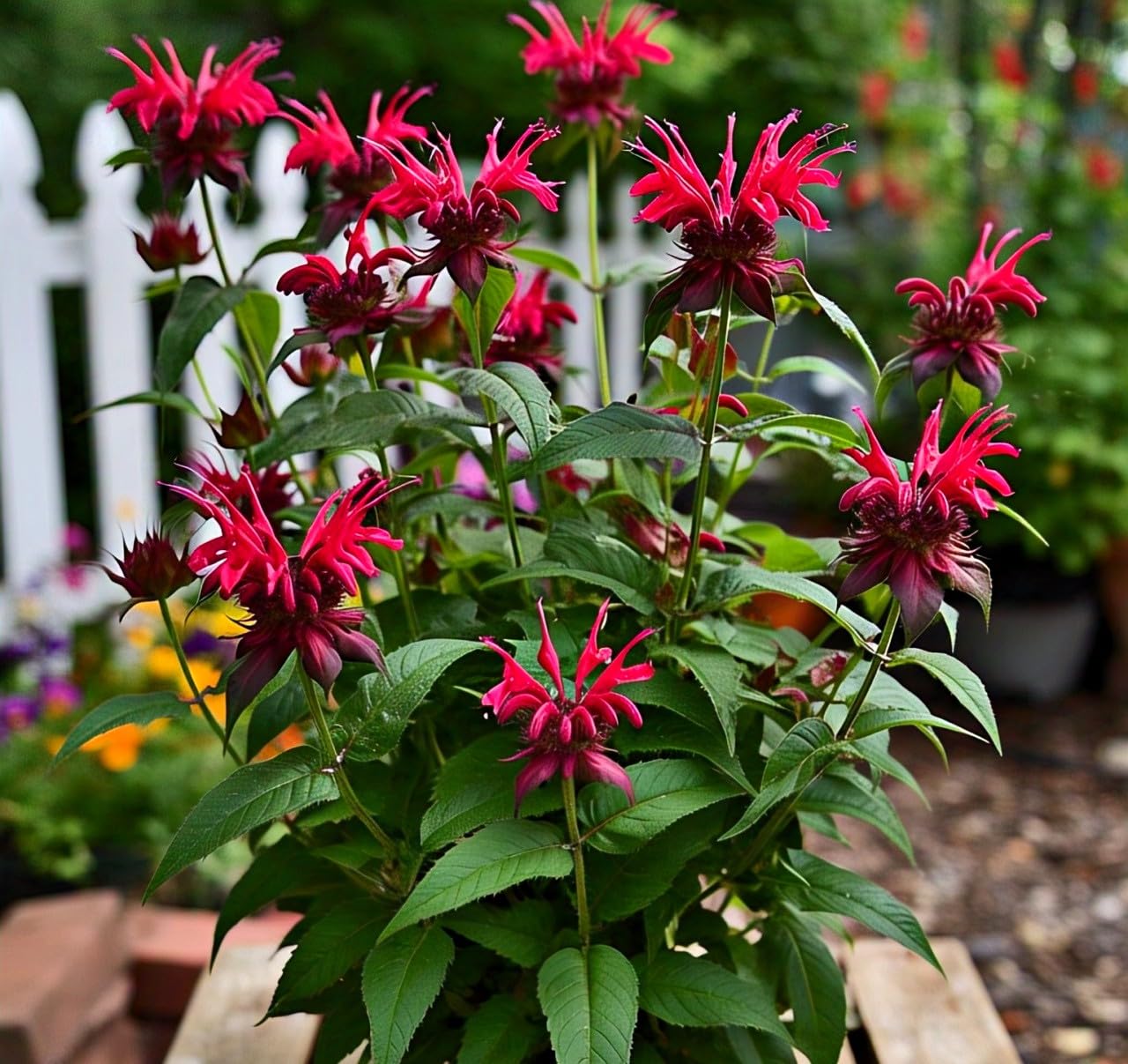 Bee Balm Flower Seeds