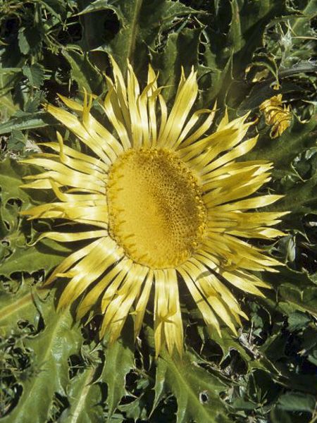 Acanthifolia Flower seeds for Planting Fragrant Blossoms Heirloom & GMO Free Seeds for Home Garden
Sale for planting in home garden