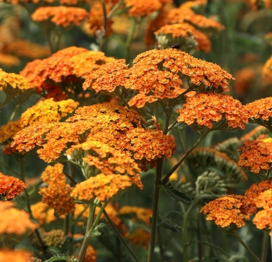 yarrow flower seeds orange
