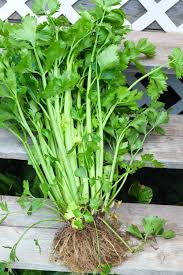 Vegetable Celery Seeds