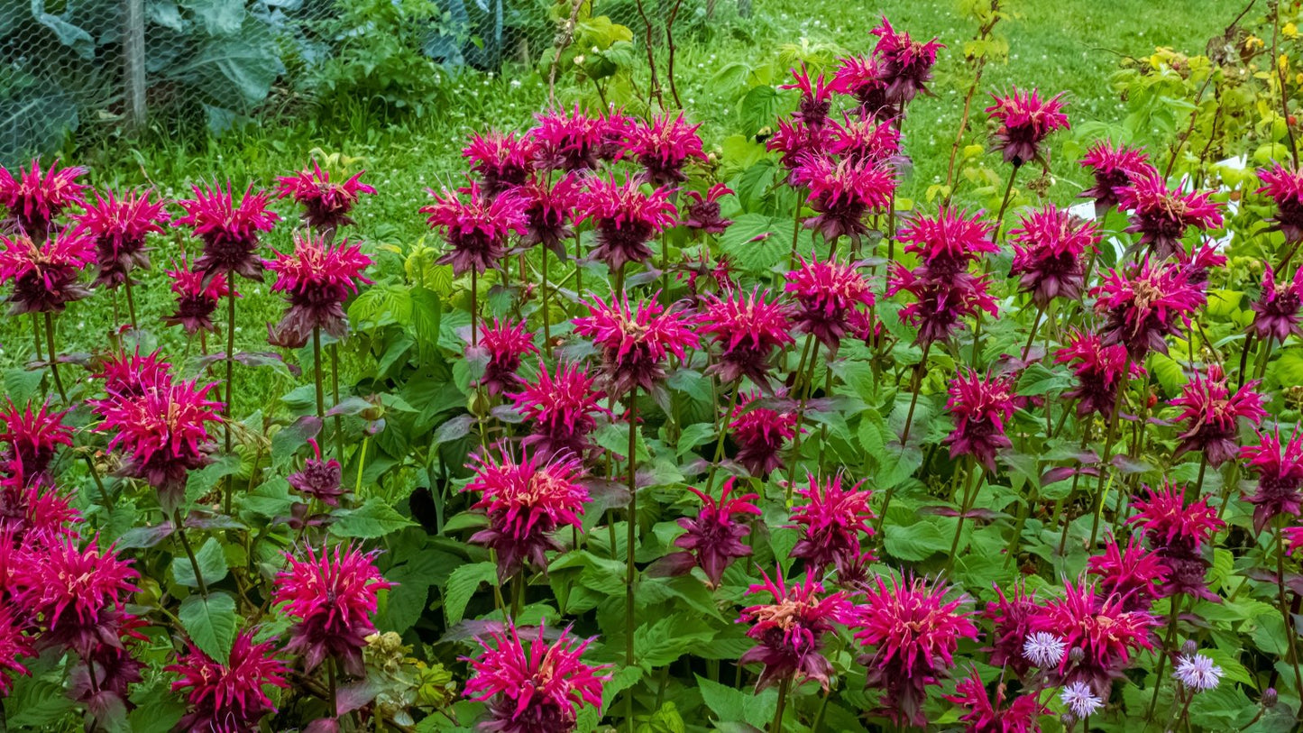 Top Quality Bee Balm for Gardens