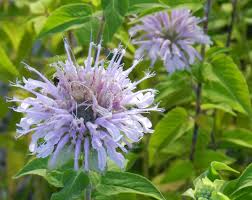 Top Quality Bee Balm for Gardens