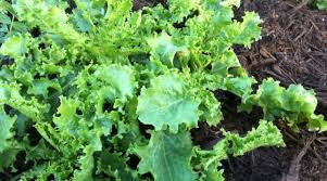 Endive (Cichorium Endivia) Vegetable Seeds for Planting – Heirloom, Non-GMO, Leafy Green, Annual