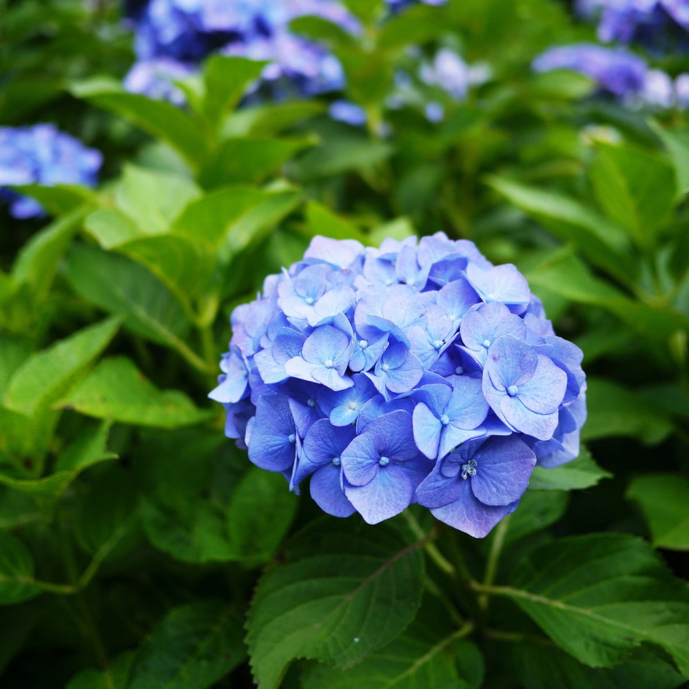 Deep Blue Hydrangea Flower seeds for Planting - Premium Quality, Heirloom & GMO Free Seeds for Home Garden
Sale for planting in home garden