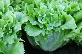 Semi di indivia biologici