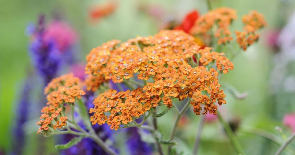 yarrow flower seeds orange