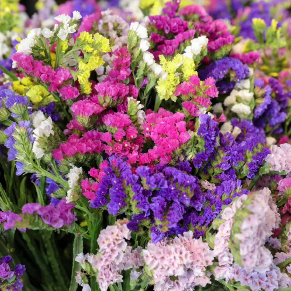 Limonium Sinuatum Flower Seeds