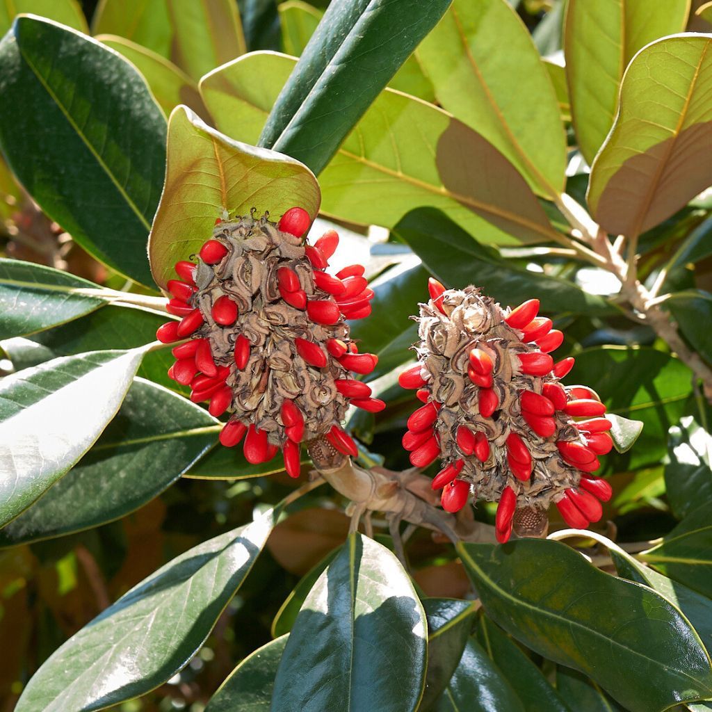 red seed pod plant Magnolia Fruit Seeds for Planting – Heirloom, Non-GMO, Easy to Grow, T – Pure Asia Seeds