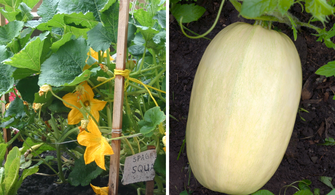 Spaghetti Squash Vegetable Seeds