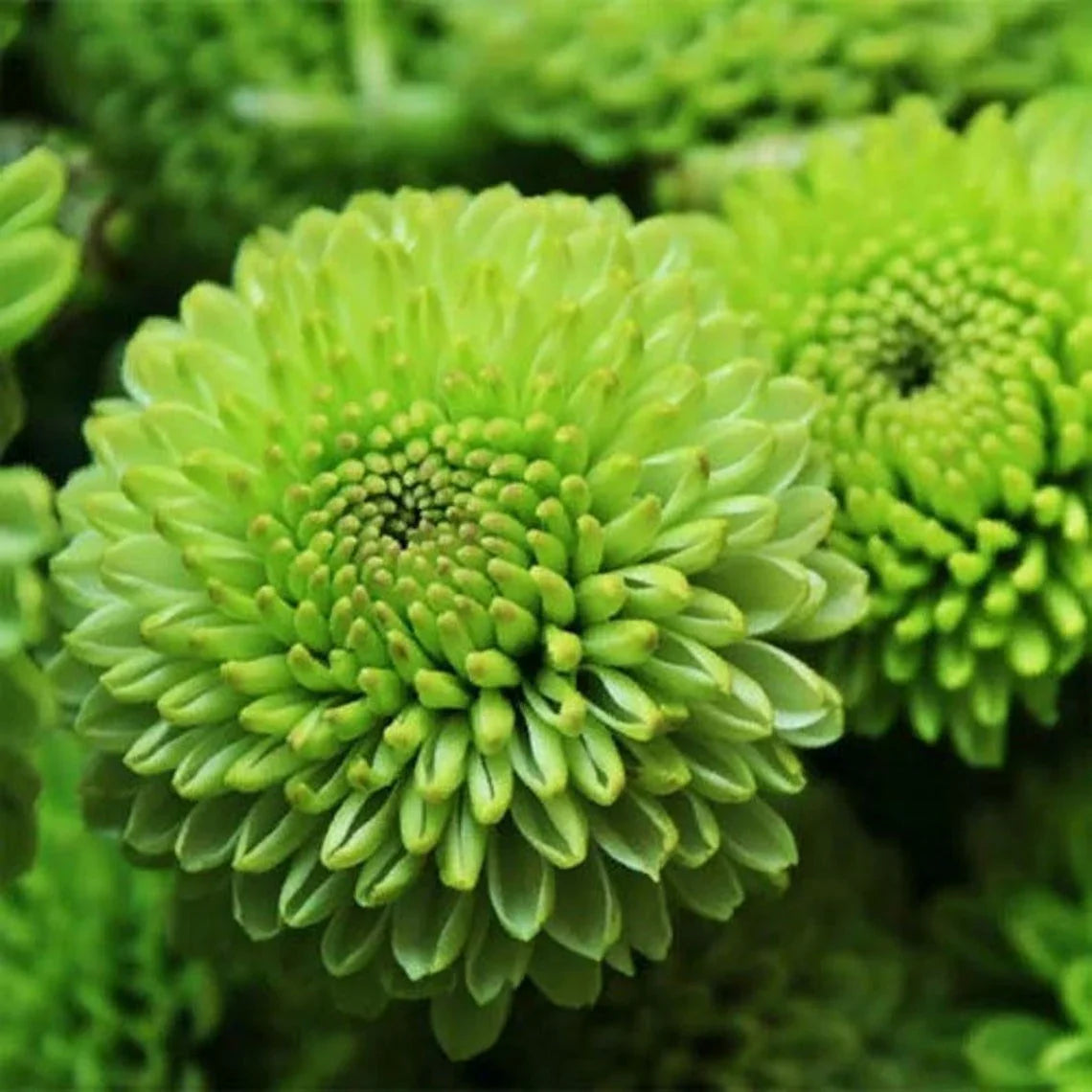 Green Chrysanthemum Flower seeds for Planting Hardy Variety Heirloom & GMO Free Seeds for Home Garden
Sale seeds for home garden planting