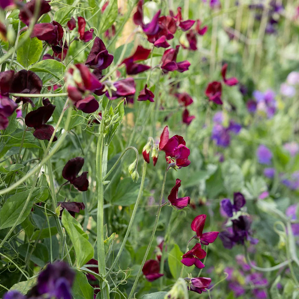 Lathyrus Flower seeds for Planting Shade Tolerant Heirloom & GMO Free Seeds for Home Garden
Sale seeds for home garden planting