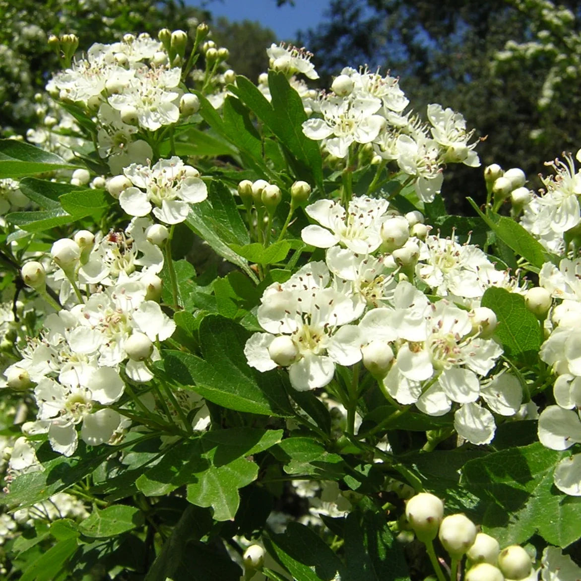 Crataegus Flower seeds for Planting Shade Tolerant Heirloom & GMO Free Seeds for Home Garden
Sale seeds for home garden planting