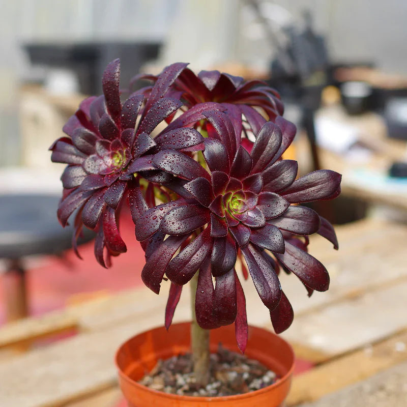 Arboreum Flower seeds for Planting Fragrant Blossoms Heirloom & GMO Free Seeds for Home Garden
Sale for planting in home garden