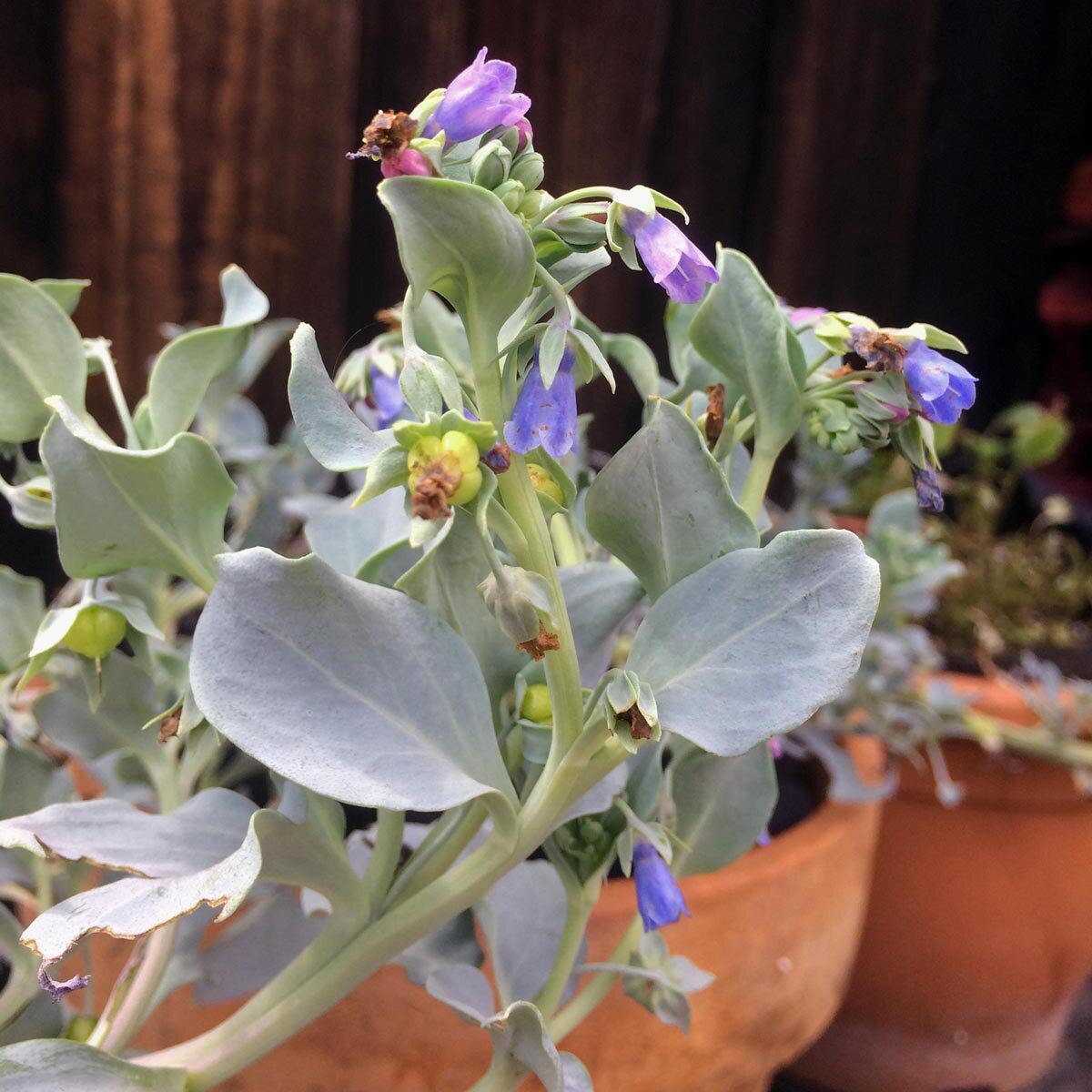 メルテンシア・マリティマ 花の種 植物園用 お気に入り | 今すぐ購入