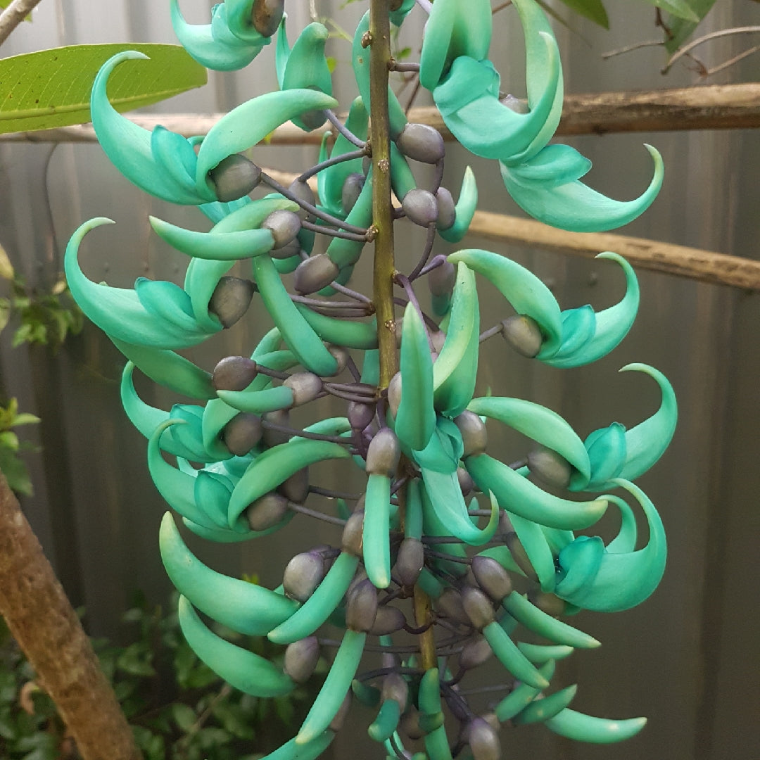 Green Jade Flower seeds for Planting - Cottage Garden Essential, Heirloom & GMO Free Seeds for Home Garden
Sale for planting in home garden